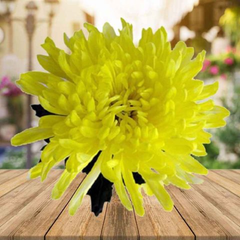 Chrysanthemum Antonov: photo, cultivation rules, planting and care