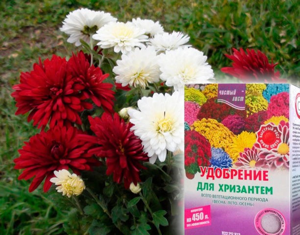 Chrysanthemum Antonov: photo, cultivation rules, planting and care