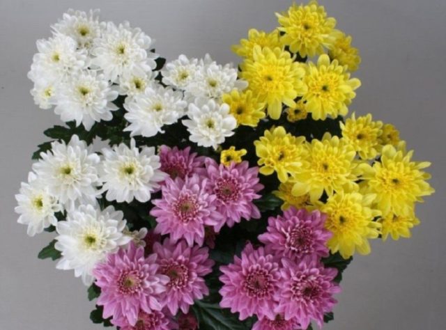 Chrysanthemum Baltica: photo, planting and care, reproduction