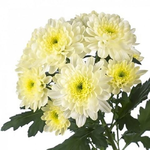 Chrysanthemum Baltica: photo, planting and care, reproduction