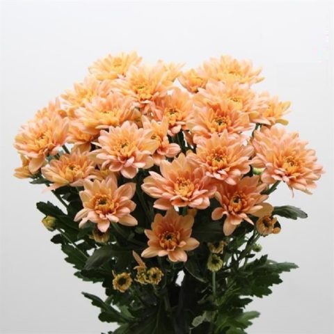 Chrysanthemum Baltica: photo, planting and care, reproduction