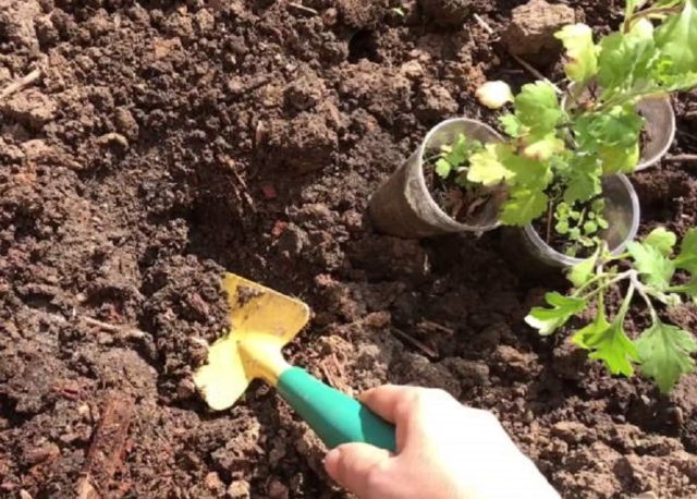 Chrysanthemum Baltica: photo, planting and care, reproduction