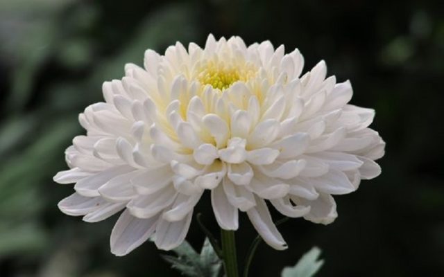 Chrysanthemum Baltica: photo, planting and care, reproduction