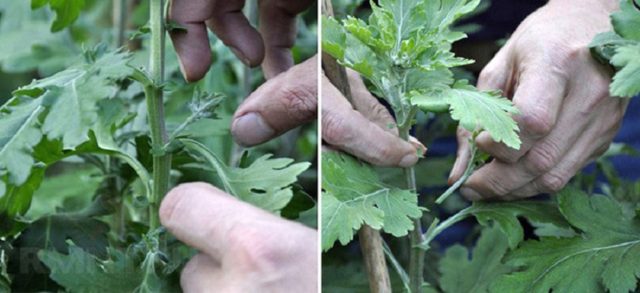 Chrysanthemum Baltica: photo, planting and care, reproduction