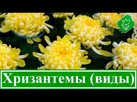 Chrysanthemum Baltica: photo, planting and care, reproduction