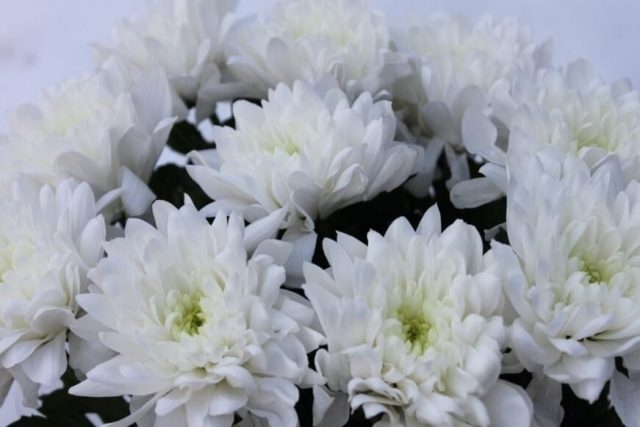 Chrysanthemum Baltica: photo, planting and care, reproduction