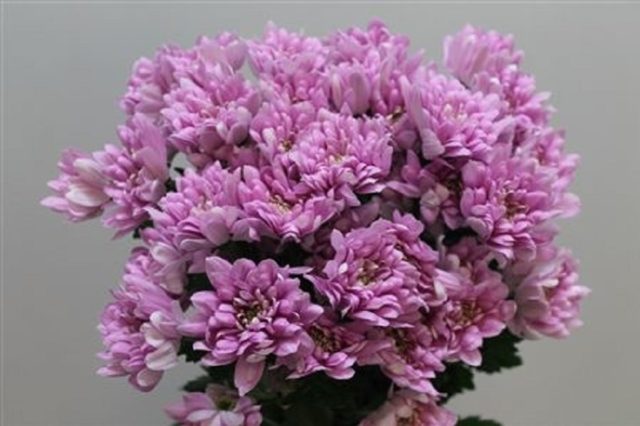 Chrysanthemum Baltica: photo, planting and care, reproduction