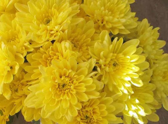 Chrysanthemum Baltica: photo, planting and care, reproduction