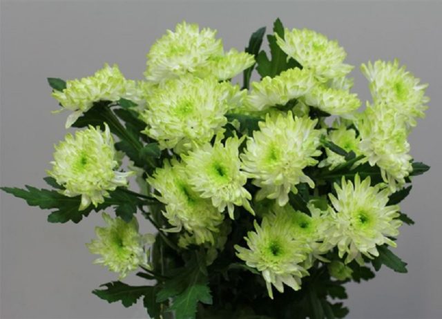 Chrysanthemum Baltica: photo, planting and care, reproduction