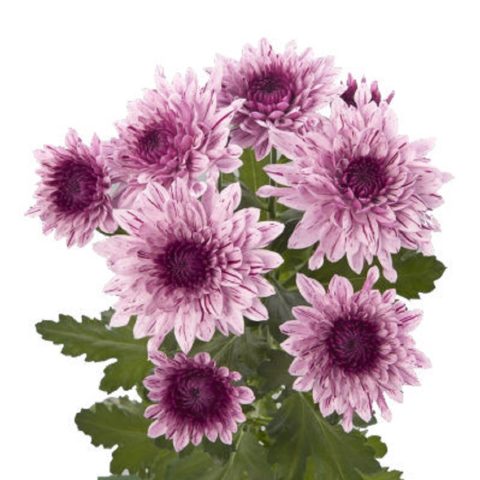 Chrysanthemum Baltica: photo, planting and care, reproduction