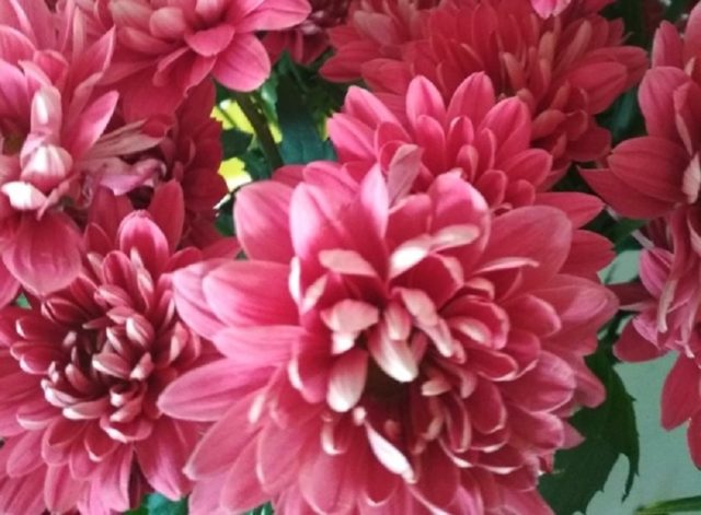 Chrysanthemum Baltica: photo, planting and care, reproduction