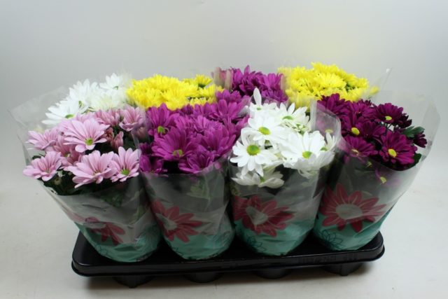 Chrysanthemum bush Bacardi: white, yellow, pink and other varieties