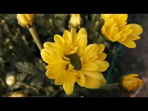 Chrysanthemum bush Bacardi: white, yellow, pink and other varieties