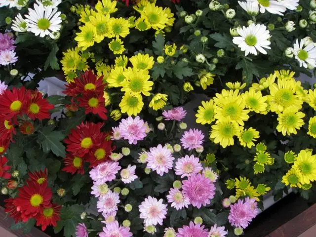 Chrysanthemum bush Bacardi: white, yellow, pink and other varieties