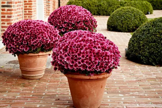 Chrysanthemum bush Bacardi: white, yellow, pink and other varieties