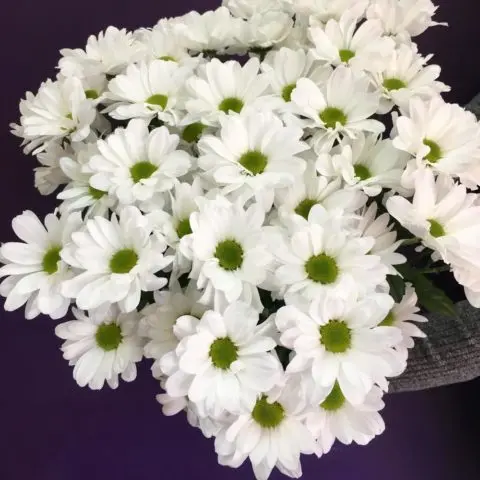 Chrysanthemum bush Bacardi: white, yellow, pink and other varieties