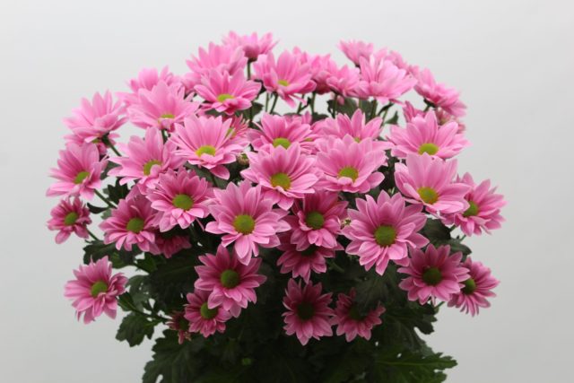 Chrysanthemum bush Bacardi: white, yellow, pink and other varieties