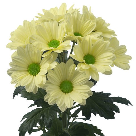 Chrysanthemum bush Bacardi: white, yellow, pink and other varieties