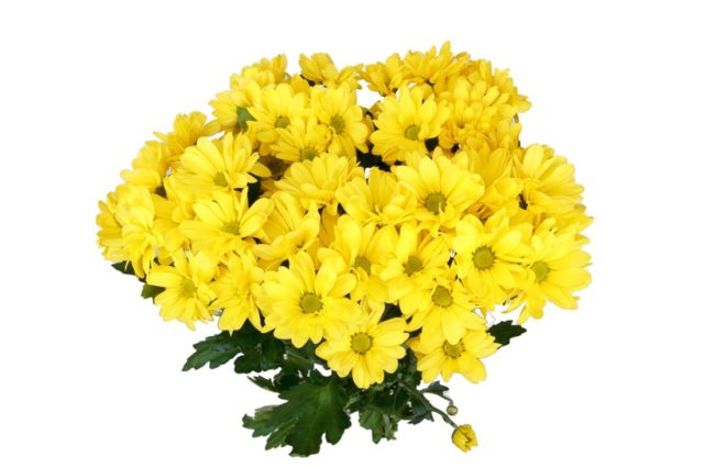 Chrysanthemum bush Bacardi: white, yellow, pink and other varieties