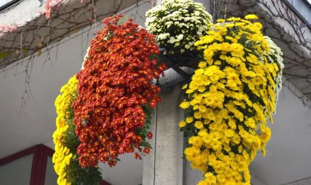 Chrysanthemum cascade (Ampelnaya): cultivation and care, varieties, photos