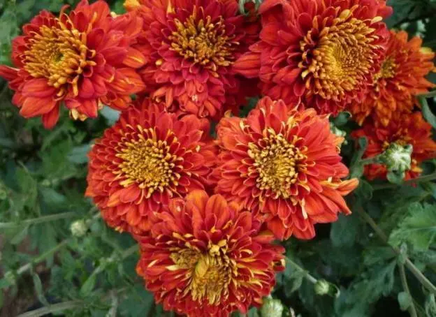 Chrysanthemum cascade (Ampelnaya): cultivation and care, varieties, photos