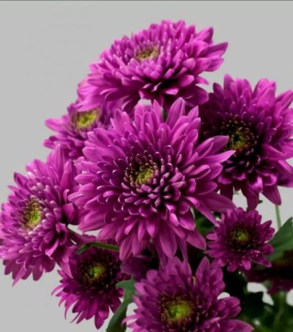 Chrysanthemum cascade (Ampelnaya): cultivation and care, varieties, photos