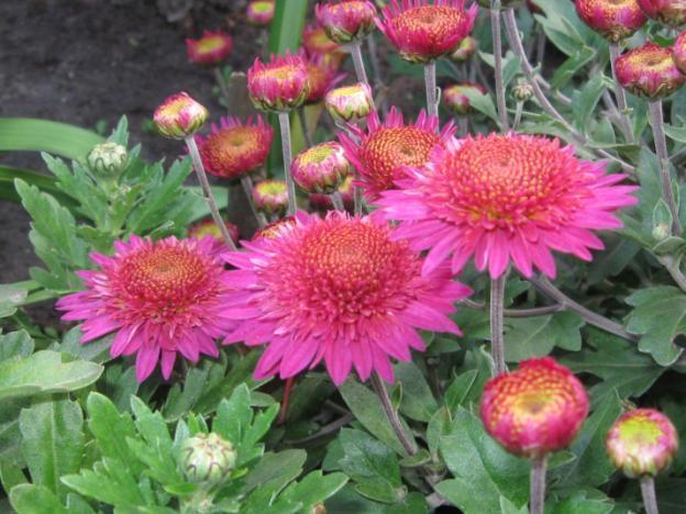 Chrysanthemum cascade (Ampelnaya): cultivation and care, varieties, photos