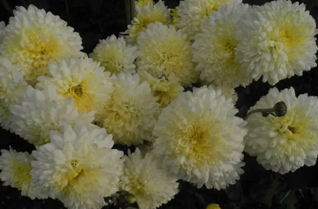 Chrysanthemum cascade (Ampelnaya): cultivation and care, varieties, photos