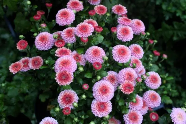 Chrysanthemum cascade (Ampelnaya): cultivation and care, varieties, photos