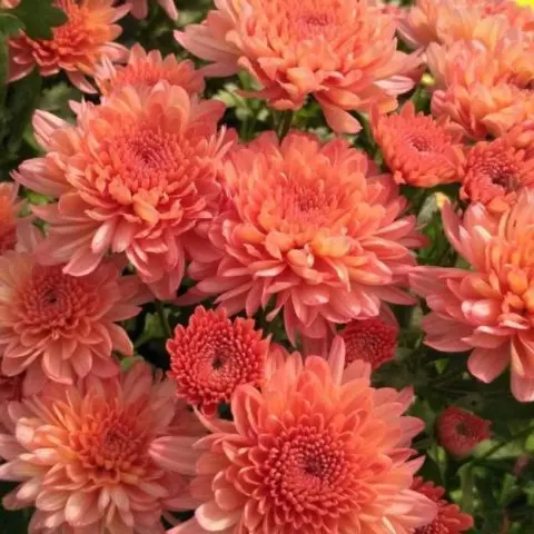 Chrysanthemum cascade (Ampelnaya): cultivation and care, varieties, photos