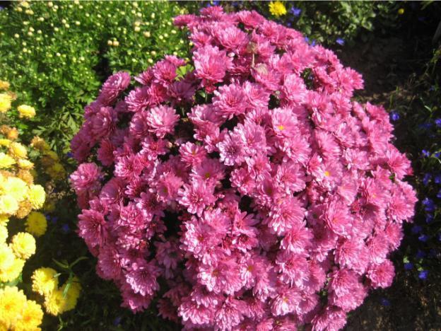 Chrysanthemum cascade (Ampelnaya): cultivation and care, varieties, photos