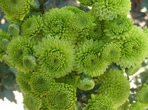 Chrysanthemum cascade (Ampelnaya): cultivation and care, varieties, photos