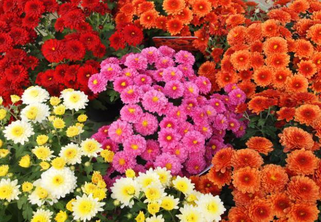 Chrysanthemum cascade (Ampelnaya): cultivation and care, varieties, photos