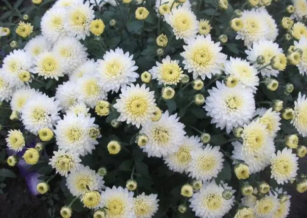 Chrysanthemum cascade (Ampelnaya): cultivation and care, varieties, photos