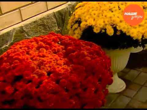 Chrysanthemum cascade (Ampelnaya): cultivation and care, varieties, photos