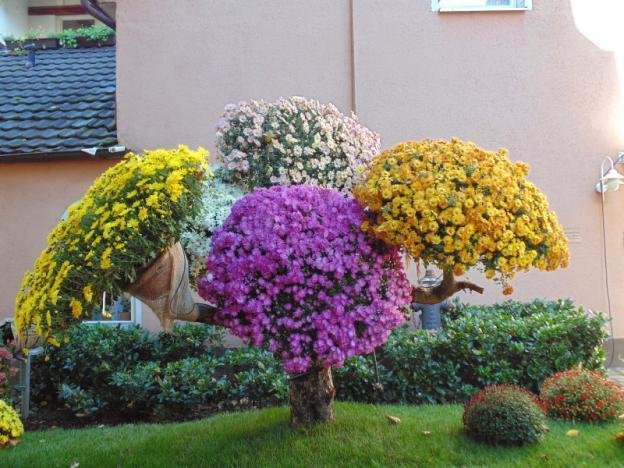 Chrysanthemum cascade (Ampelnaya): cultivation and care, varieties, photos