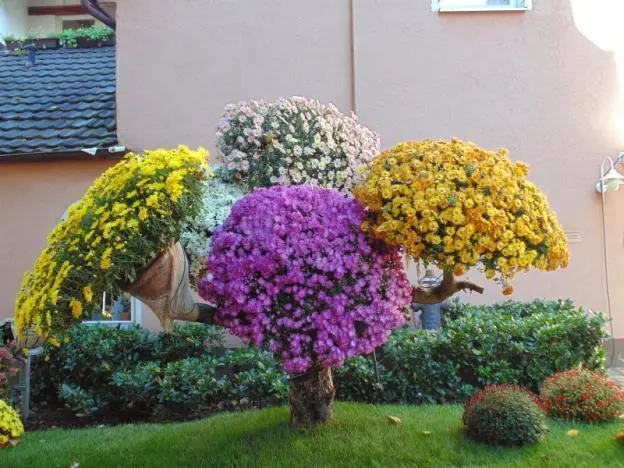 Chrysanthemum cascade (Ampelnaya): cultivation and care, varieties, photos