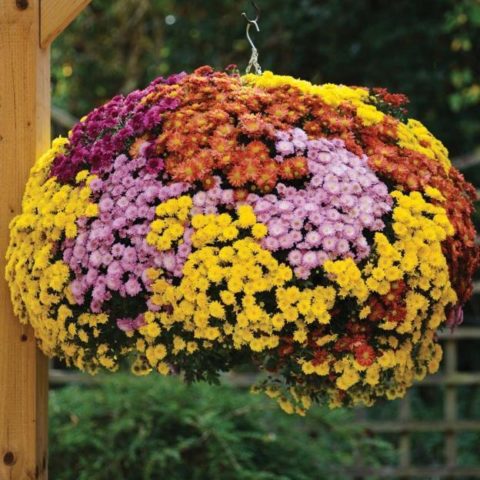 Chrysanthemum cascade (Ampelnaya): cultivation and care, varieties, photos