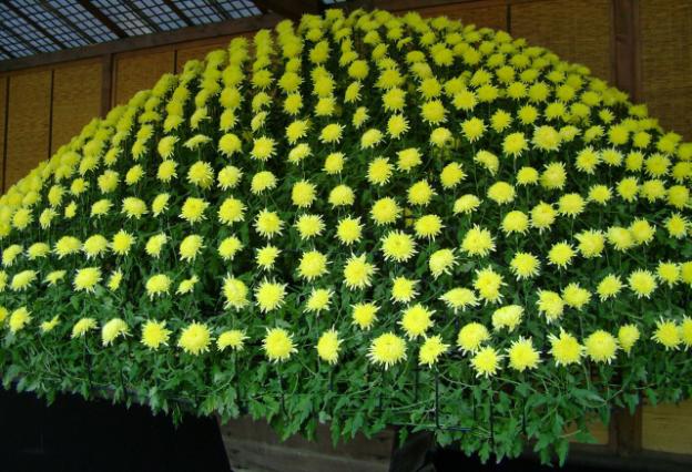 Chrysanthemum cascade (Ampelnaya): cultivation and care, varieties, photos