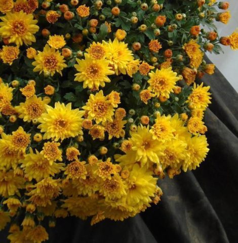 Chrysanthemum cascade (Ampelnaya): cultivation and care, varieties, photos