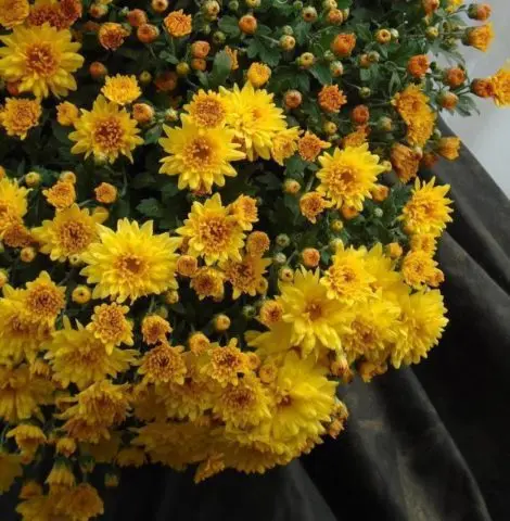 Chrysanthemum cascade (Ampelnaya): cultivation and care, varieties, photos