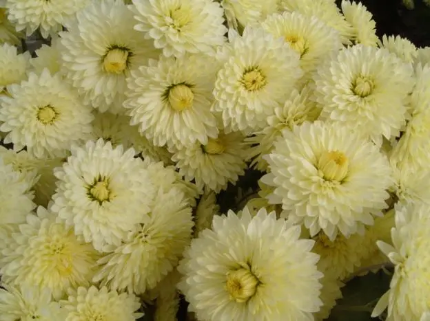 Chrysanthemum cascade (Ampelnaya): cultivation and care, varieties, photos