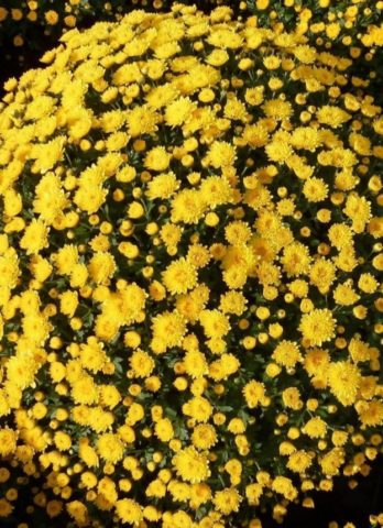 Chrysanthemum cascade (Ampelnaya): cultivation and care, varieties, photos