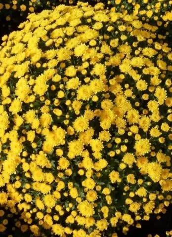 Chrysanthemum cascade (Ampelnaya): cultivation and care, varieties, photos