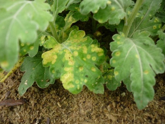 Chrysanthemum diseases and their treatment: photos of symptoms and ...