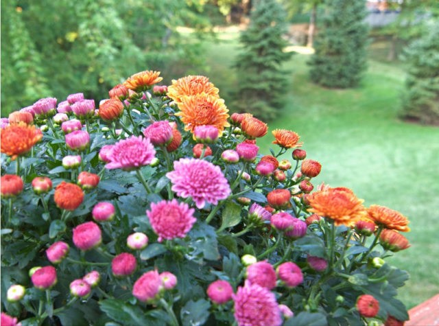 Chrysanthemum diseases and their treatment: photos of symptoms and preventive measures