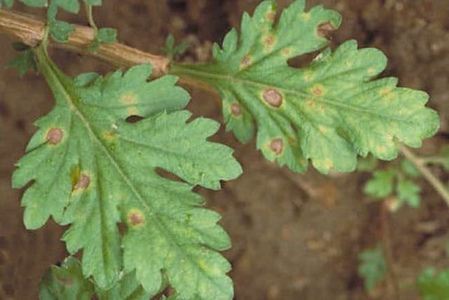 Chrysanthemum diseases and their treatment: photos of symptoms and preventive measures