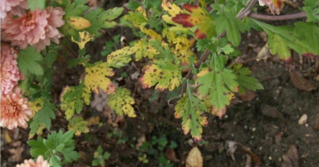 Chrysanthemum diseases and their treatment: photos of symptoms and preventive measures