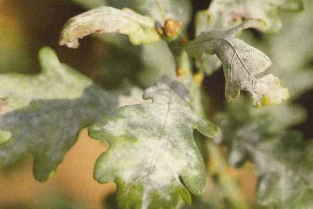 Chrysanthemum diseases and their treatment: photos of symptoms and preventive measures