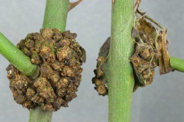 Chrysanthemum diseases and their treatment: photos of symptoms and preventive measures